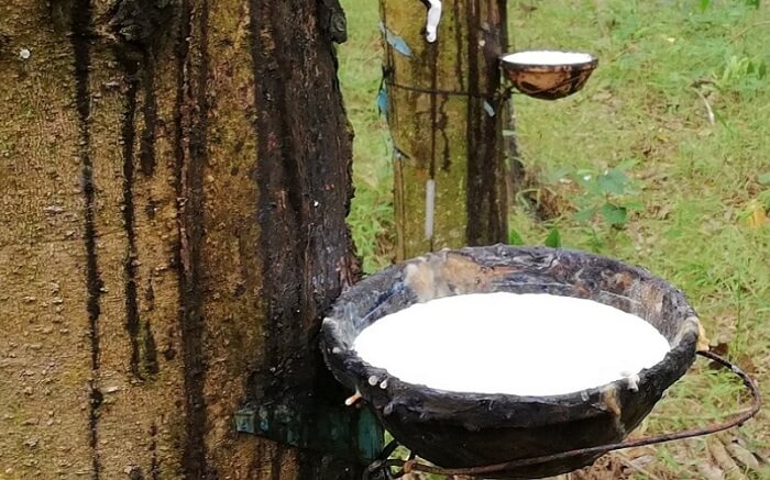 Mủ cao su là gì? Ứng dụng và giá trị kinh tế mang lại 1 mu-cao-su